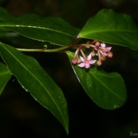 <i>Ardisia gardneri</i>  C.B.Clarke